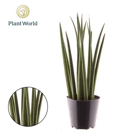 Sansevieria Cylindrica 'bacularis' / Mikado