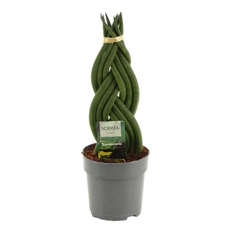 Sansevieria Cylindrica Braid