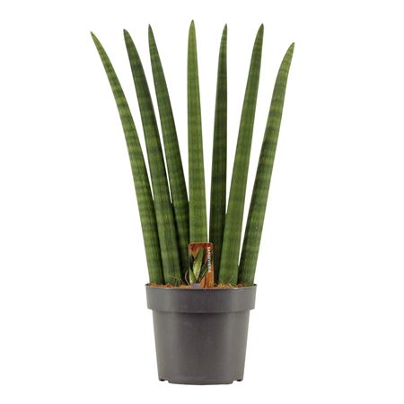 Sansevieria Cylindrica Fan