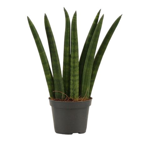 Sansevieria Cylindrica Fan