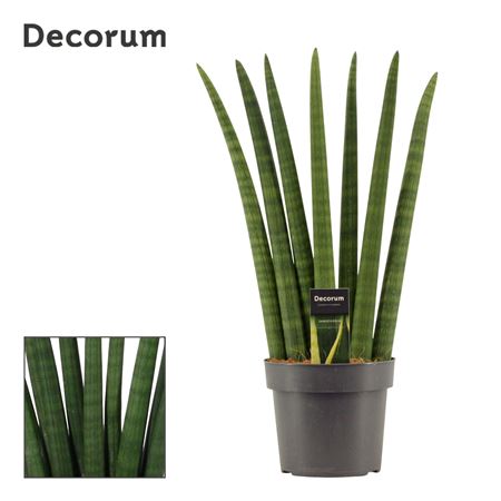 Sansevieria Cylindrica Fan (decorum)