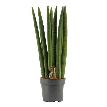 Sansevieria Cylindrica Straight