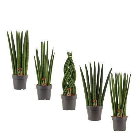 Sansevieria Cylindrica Mix
