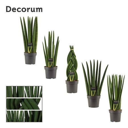 Sansevieria Cylindrica Mix (decorum)