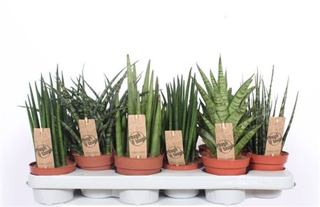 Sansevieria Luxe Mix
