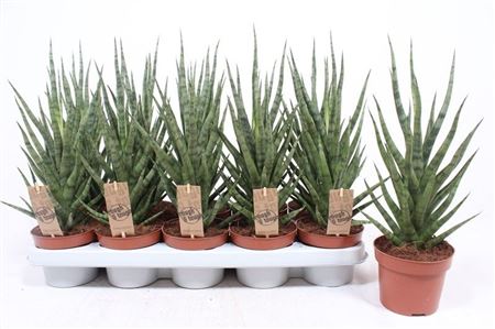 Sansevieria Torch