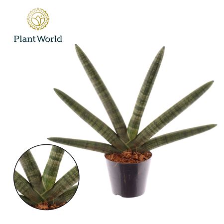 Sansevieria Cylindrica