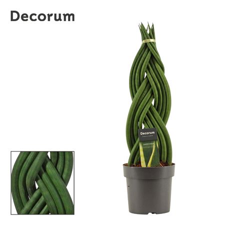 Sansevieria Cylindrica Braid (decorum)