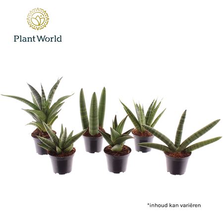 Sansevieria Luxe Mix