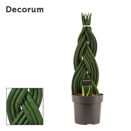 Sansevieria Cylindrica Braid (decorum)