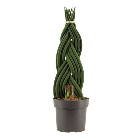 Sansevieria Cylindrica Braid