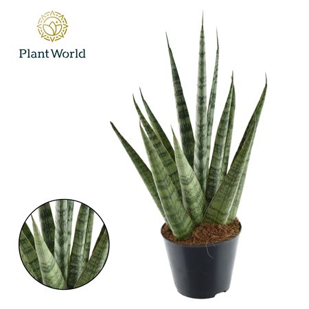 Sansevieria Sem
