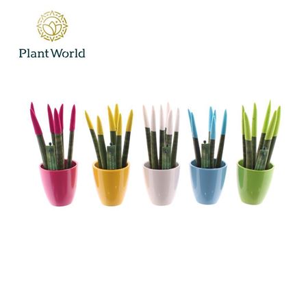 Sansevieria Velvet Touchz® Colourfull Easter Mix