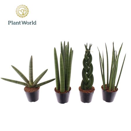 Sansevieria Mix