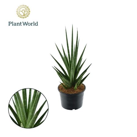 Sansevieria 'dancing Queen'