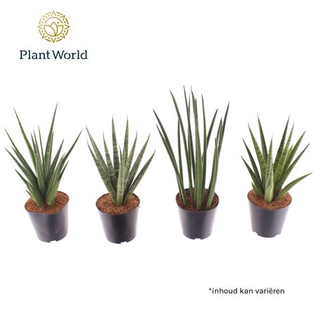 Sansevieria Mix Basic Mix