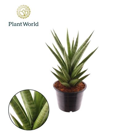 Sansevieria 'starshooter'