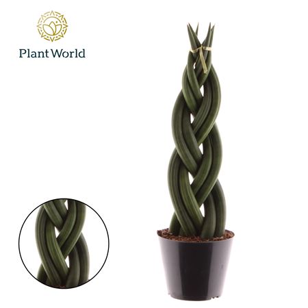 Sansevieria Cylindrica 'twist