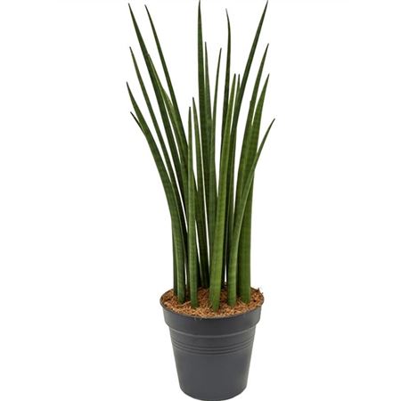 Sansevieria Cylindrica Spikes.