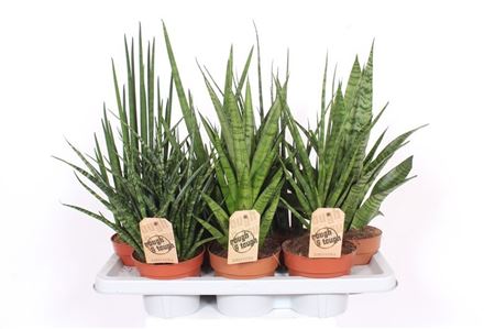 Sansevieria Luxe Mix