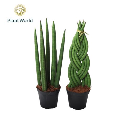 Sansevieria Mix: Twist-spaghetti