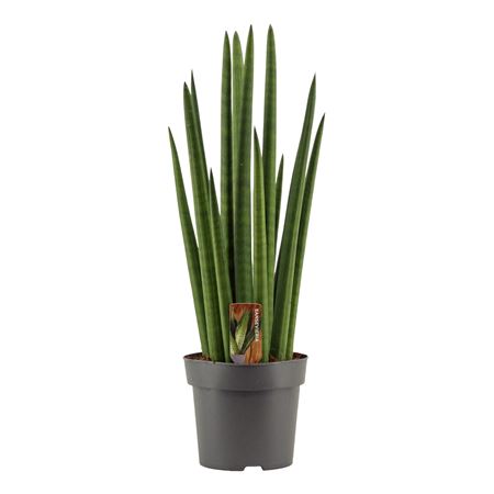Sansevieria Cylindrica Rocket.
