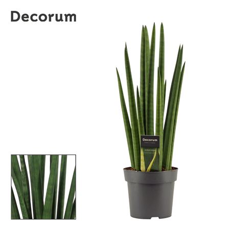 Sansevieria Cylindrica Rocket (decorum)