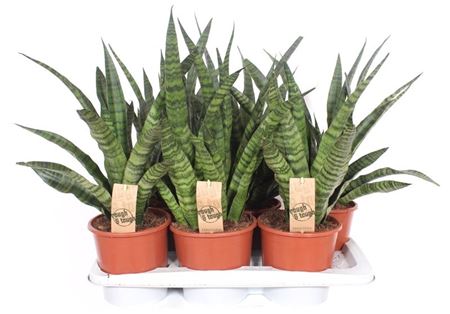 Sansevieria Diamond Green