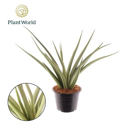 Sansevieria Silver Syreni