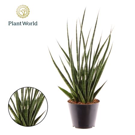 Sansevieria Digitorum.