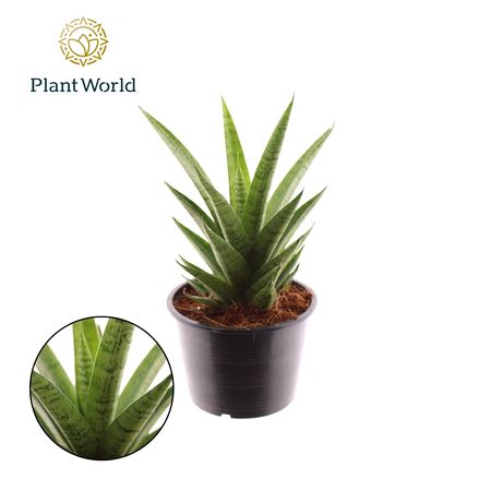 Sansevieria Lotus