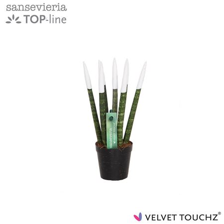 Sansevieria Velvet Touchz Wit