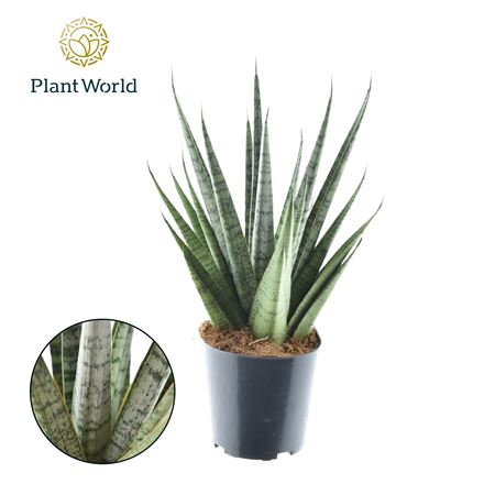 Sansevieria Sem