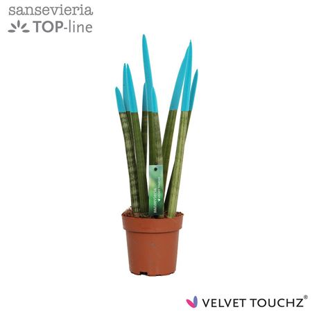 Sansevieria Velvet Touchz Blue