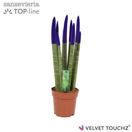 Sansevieria Velvet Touchz Purple