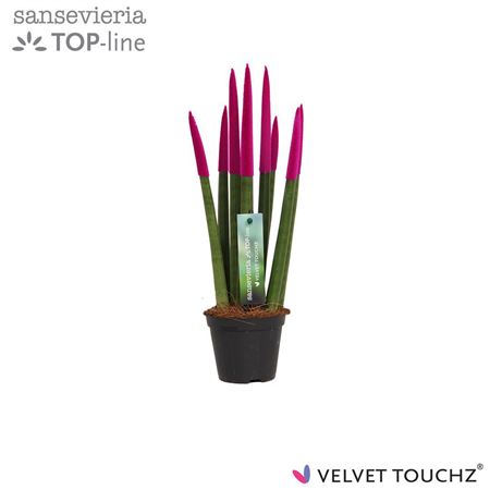Sansevieria Velvet Pink