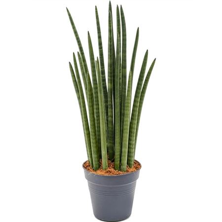 Sansevieria Cylindrica Tower