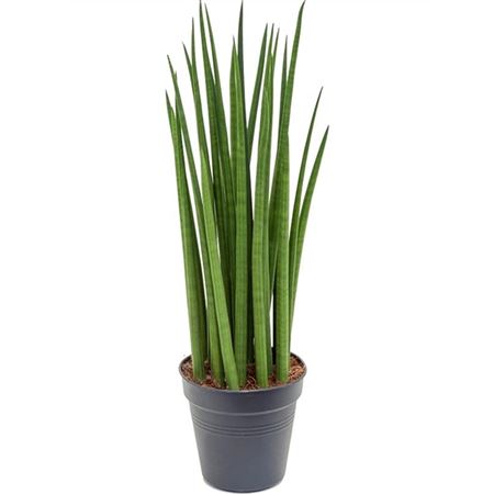 Sansevieria Cylindrica Spikes.