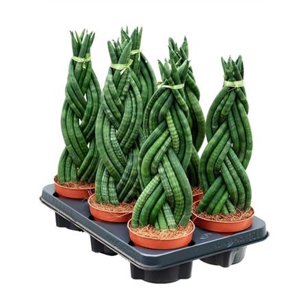 Sansevieria Cylindrica