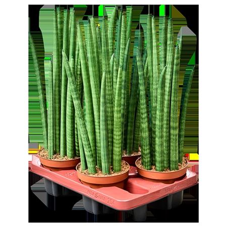 Sansevieria Cylindrica Tower