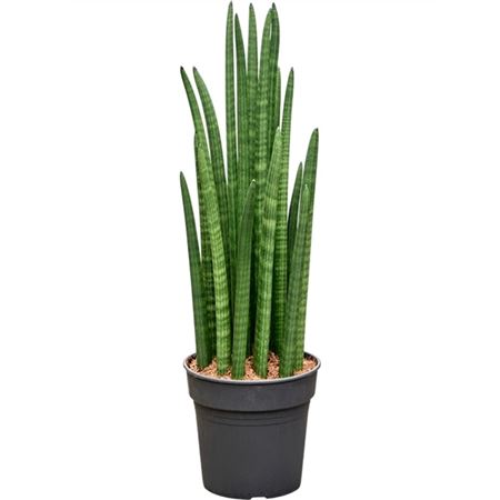 Sansevieria Cylindrica Tower