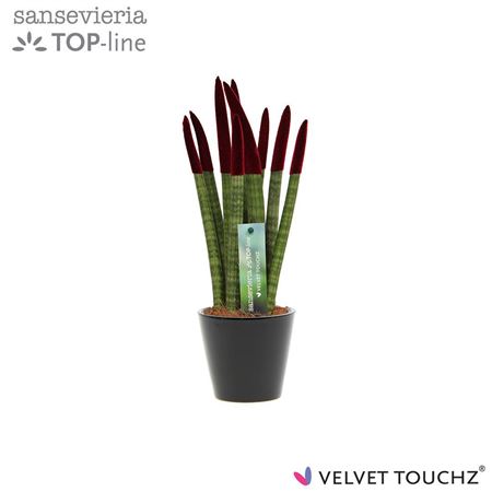 Sansevieria Velvet Bordeaux