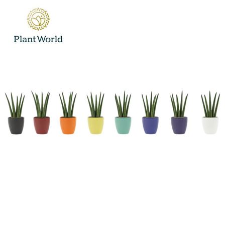 Sansevieria Cylindrica Spaghetti Ceramic Osaka