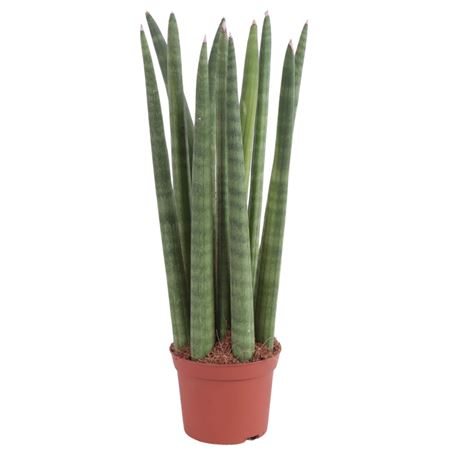 Sansevieria Cylindrica Straight