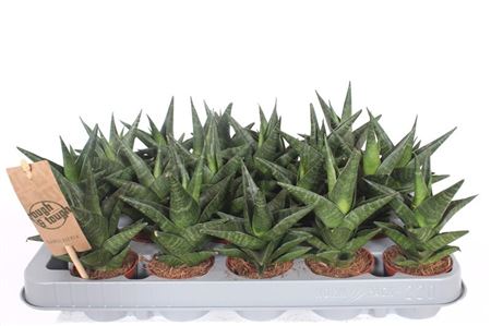 Sansevieria Kabuto