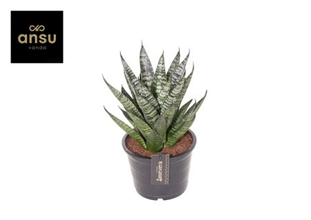 Sansevieria Comet Ming Green Marble