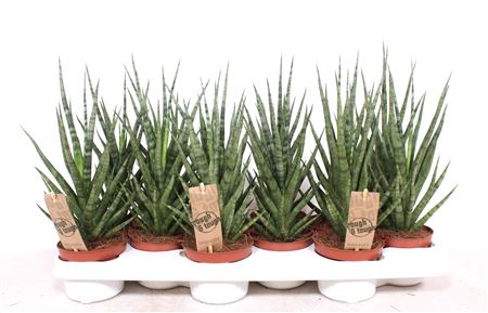 Sansevieria Torch