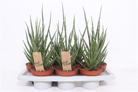 Sansevieria Torch
