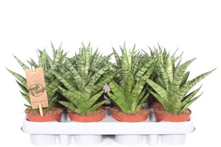 Sansevieria Tough Lady