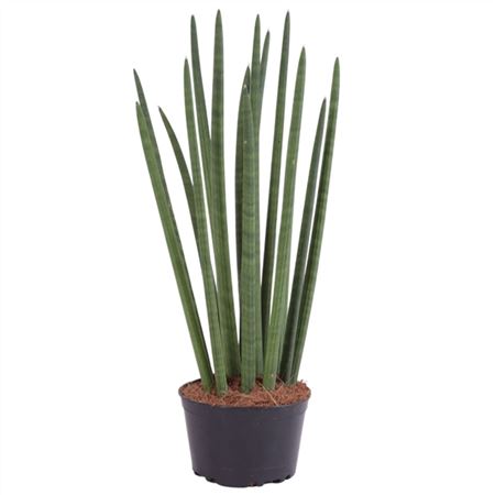 Sansevieria Cylindrica Straight